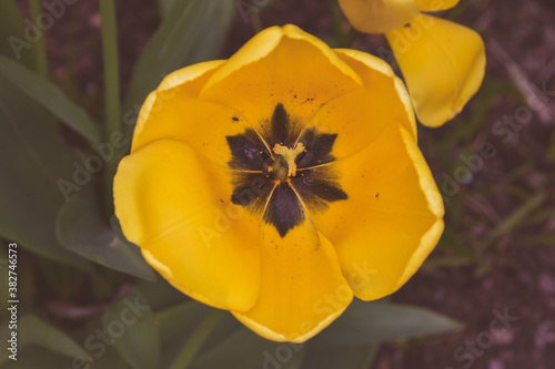 Close up of a tulip flower in a meadow