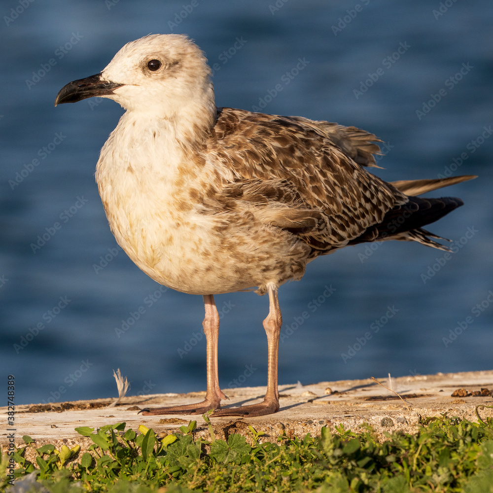 Great Black-backed Gull Larus marinus Costa Ballena Cadiz Great Black-backed Gull Larus marinus Costa Ballena Cadiz