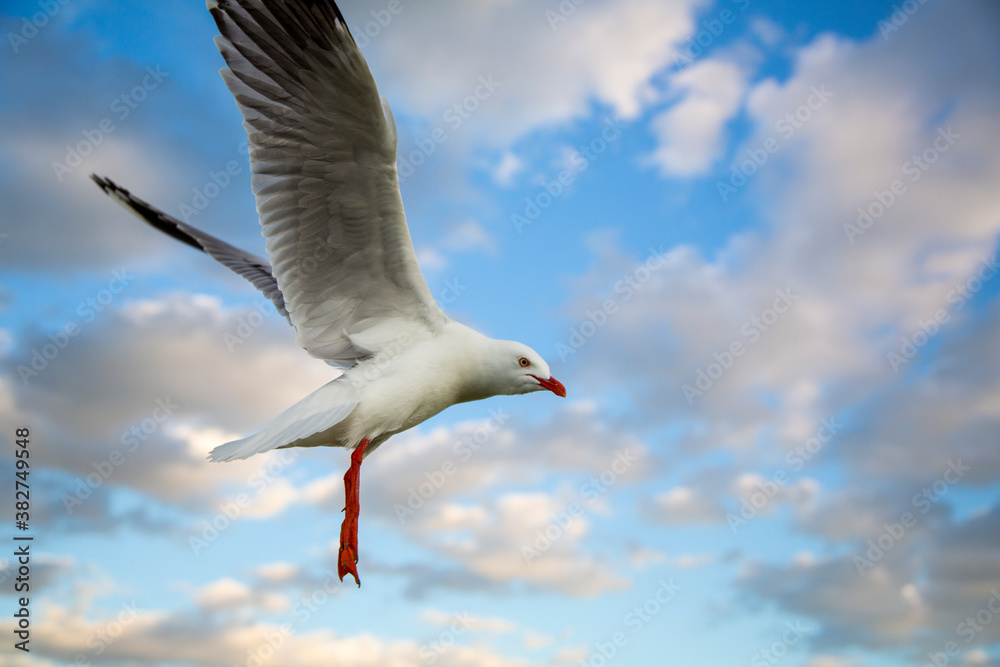 A freeze frame of silver gull flies the air. This species is common in Australia. They live throughout the continent, smart and like to steal food from beach-goers. Hence they are also a pest. A freeze frame of silver gull flies the air. This species is common in Australia. They live throughout the continent, smart and like to steal food from beach-goers. Hence they are also a pest.
