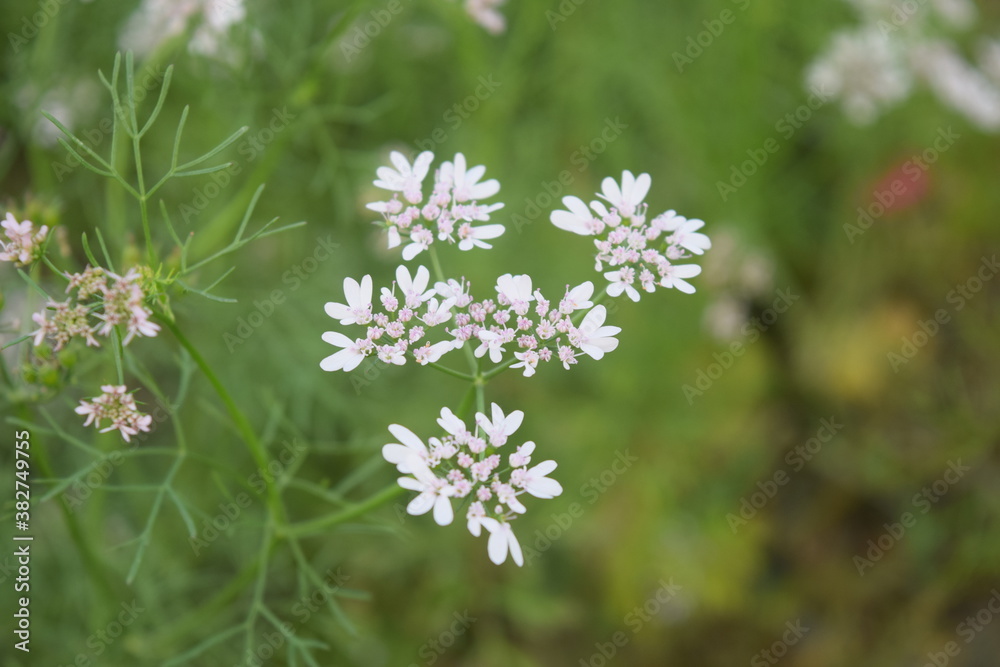Fototapeta premium white flower
