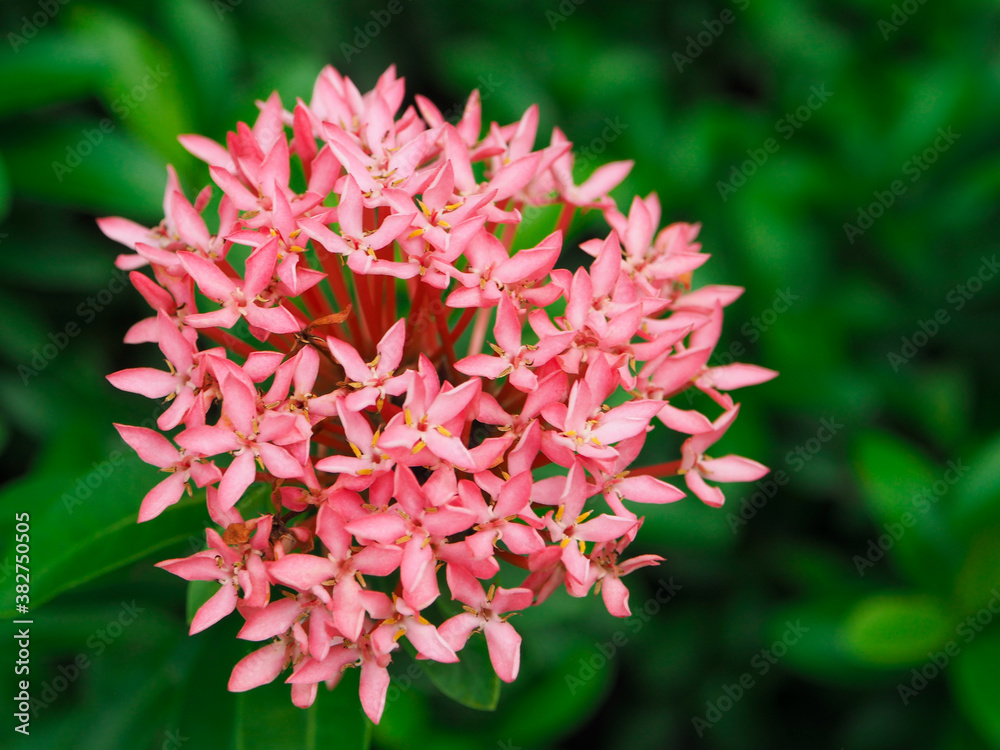 There are many colored flowers with green trees around the area. There are green leaves in Thailand. There are many colored flowers with green trees around the area. There are green leaves in Thailand.