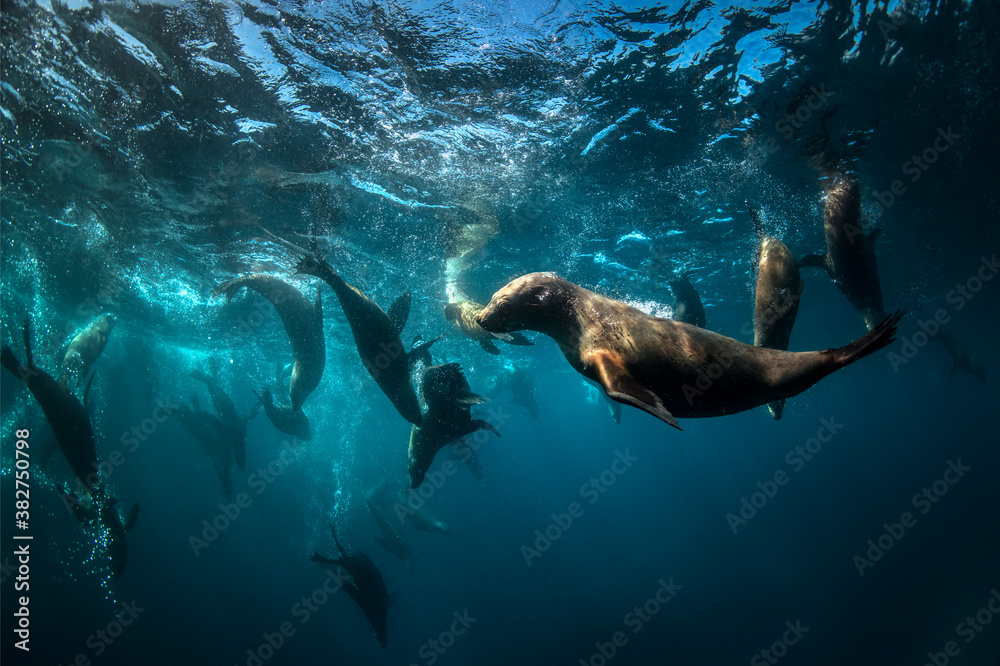 Fototapeta premium Playful seal swimming in the crystal-clear water, Australia