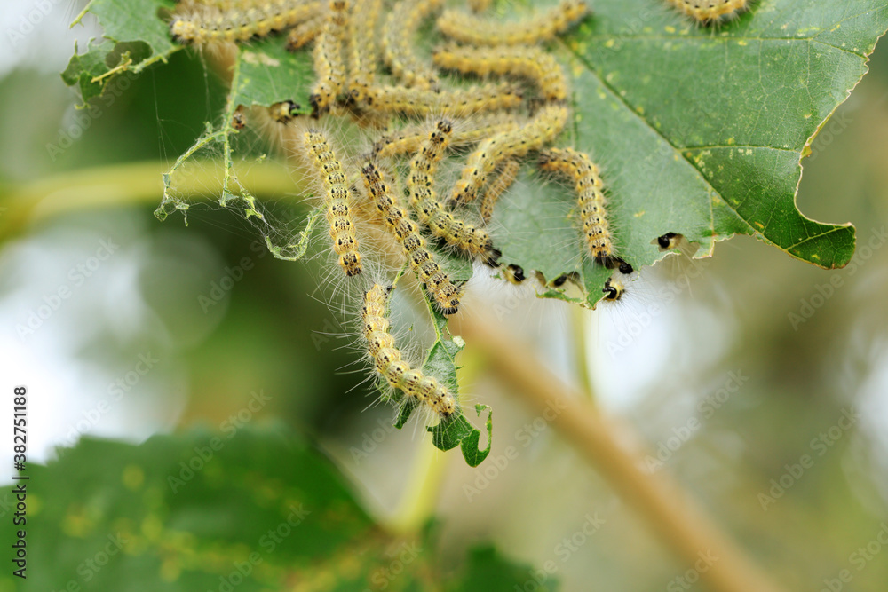 Fototapeta premium Hyphantria cunea larva crawling on green leaf