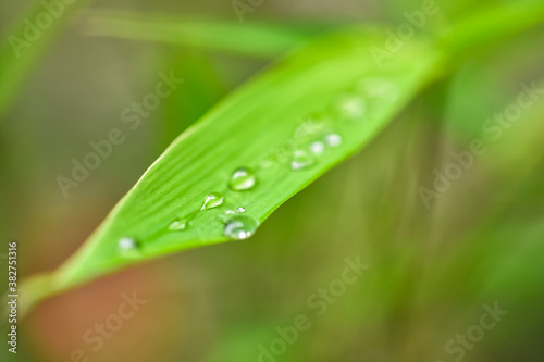 water drop on green bamboo leaf with blurred background