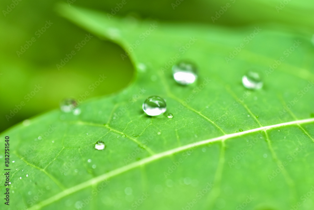 water drop on green bamboo leaf with blurred background water drop on green bamboo leaf with blurred background