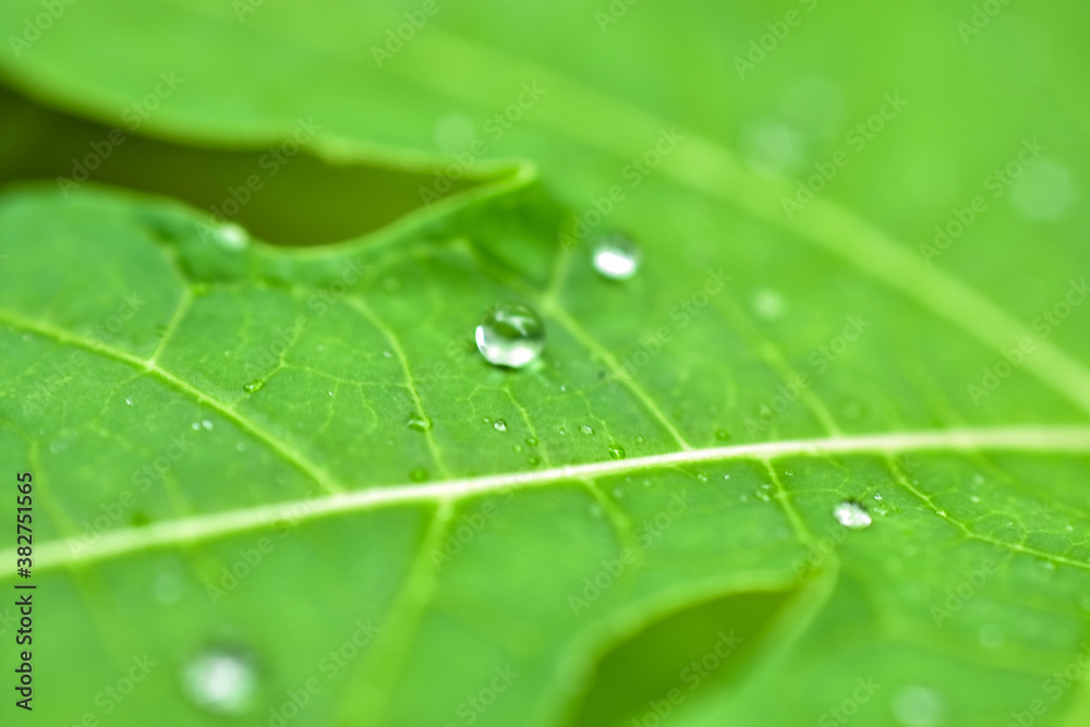 water drop on green bamboo leaf with blurred background water drop on green bamboo leaf with blurred background