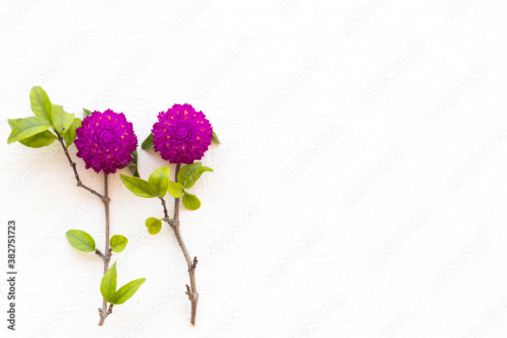Fototapeta premium colorful flowers amaranth purple color local flora of asia arrangement flat lay postcard style on background white wooden