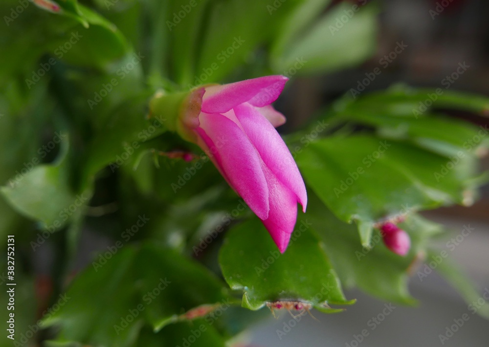 Fototapeta premium fourth crab claw flower