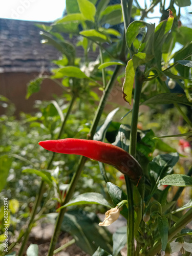 picture of red kashmiri chilli plant himachal pradesh photo