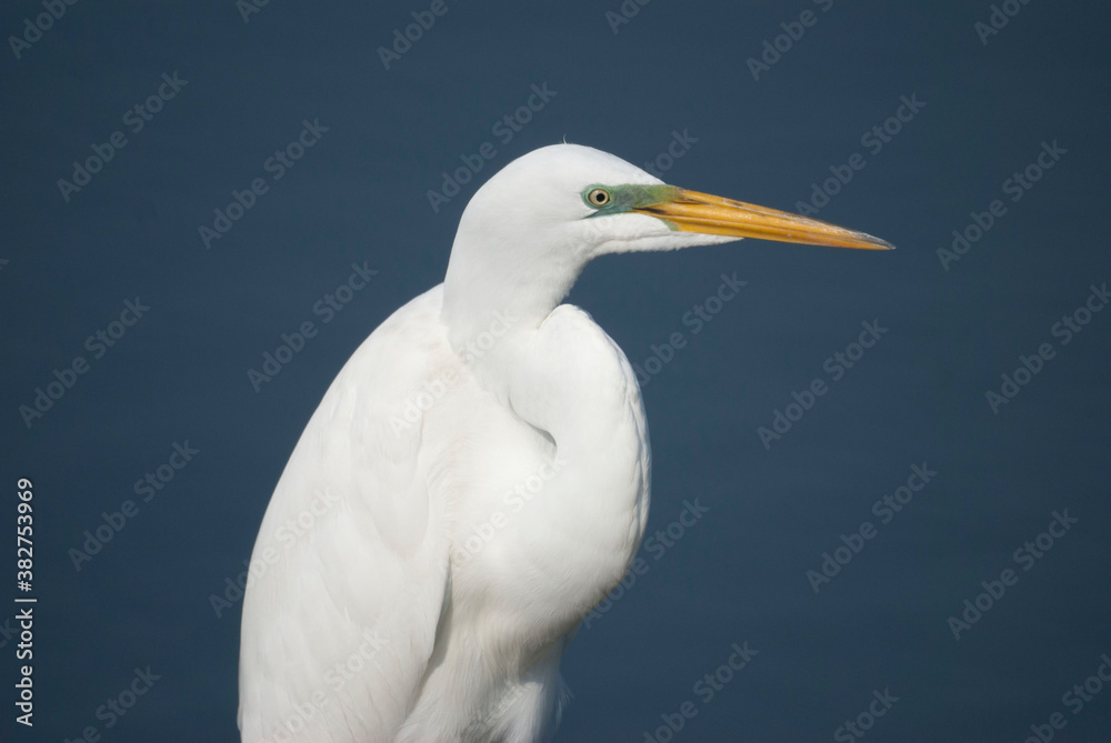 Great White Egret Portrait Great White Egret Portrait