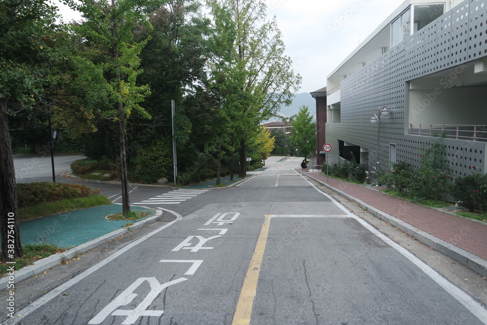 Fototapeta premium Paved road between trees