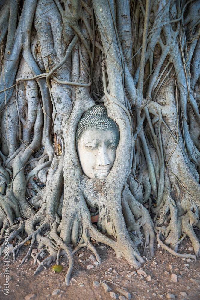 Head of ancient sculpture of Buddha in the roots of a tree. Ayutthaya city symbol, Thailand Head of ancient sculpture of Buddha in the roots of a tree. Ayutthaya city symbol, Thailand