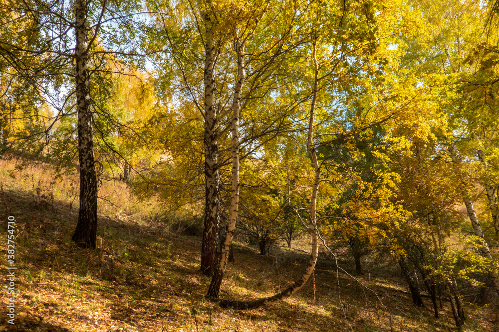 yellow birch trees in autumn forest