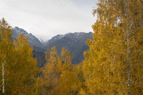 scenic landscape of almaty mountains framed by yellow birches