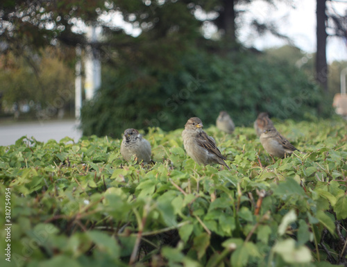 City sparrows sit on bushes