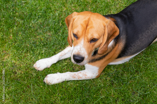 Adult beagle