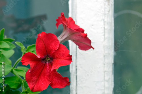 Flowers of tetunia on thewindow of rural house  photo