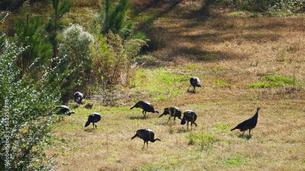 Medium, a gang of wild turkeys foraging in a field, North Carolina, USA Medium, a gang of wild turkeys foraging in a field, North Carolina, USA