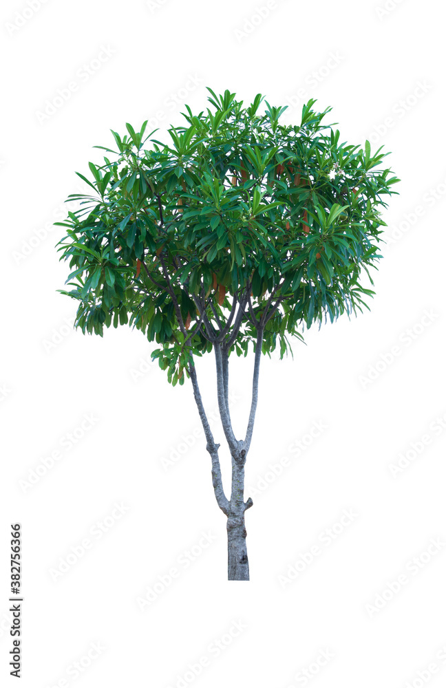 Naklejka premium tree and leaf beautiful on white background. Cerbera plant or Alstonia scholaris