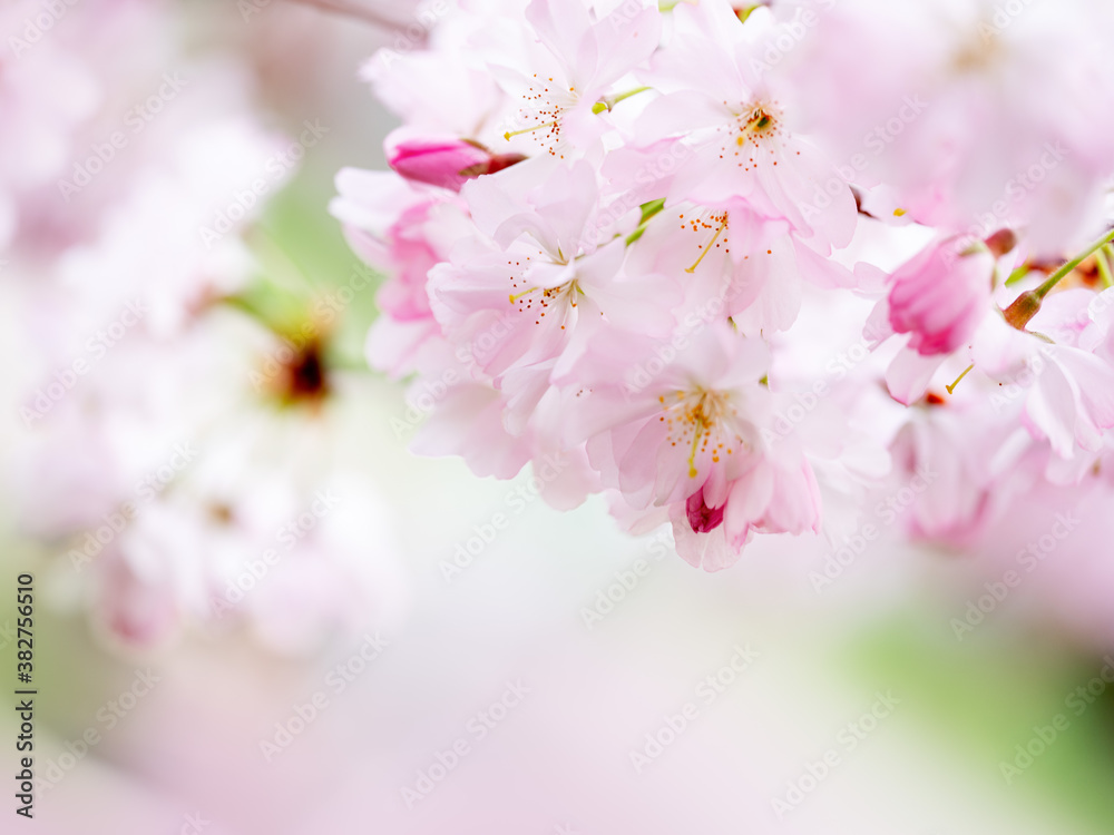 Cherry Blossoms