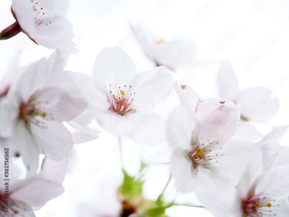 Cherry Blossoms Cherry Blossoms