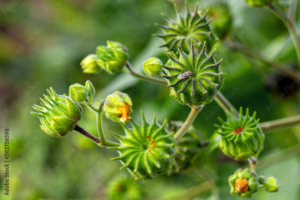 Seeds of plants enclosed in boxes for further maturation in nature in the fall in a natural environment. Seeds of plants enclosed in boxes for further maturation in nature in the fall in a natural environment.