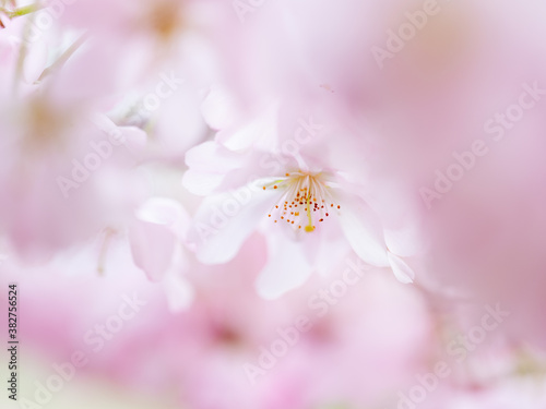 Cherry Blossoms