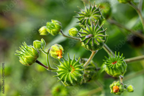 Seeds of plants enclosed in boxes for further maturation in nature in the fall in a natural environment.