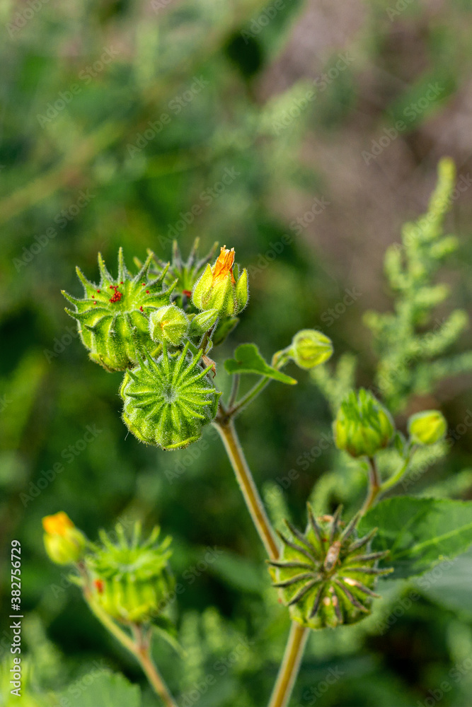 Seeds of plants enclosed in boxes for further maturation in nature in the fall in a natural environment. Seeds of plants enclosed in boxes for further maturation in nature in the fall in a natural environment.