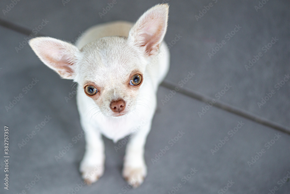 Cute white chihuahua puppy sitting in a grey living room floor
