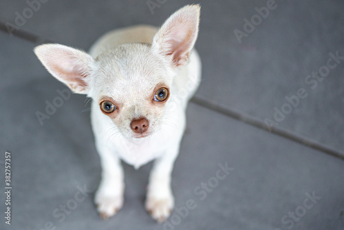 Cute white chihuahua puppy sitting in a grey living room floor 