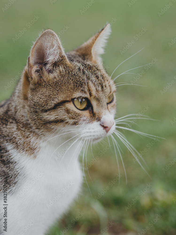 portrait of a cat