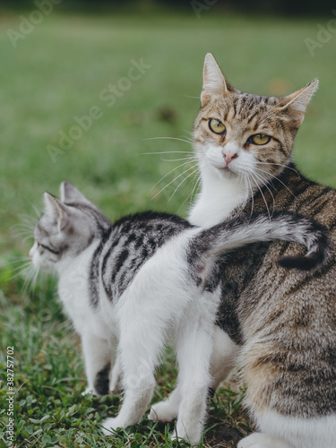 Cat family. Cat mother with kitten.
