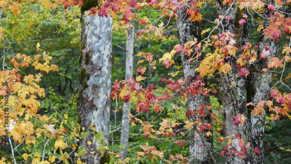 Close-up, autumn foliage in a gentle wind, North Carolina, USA