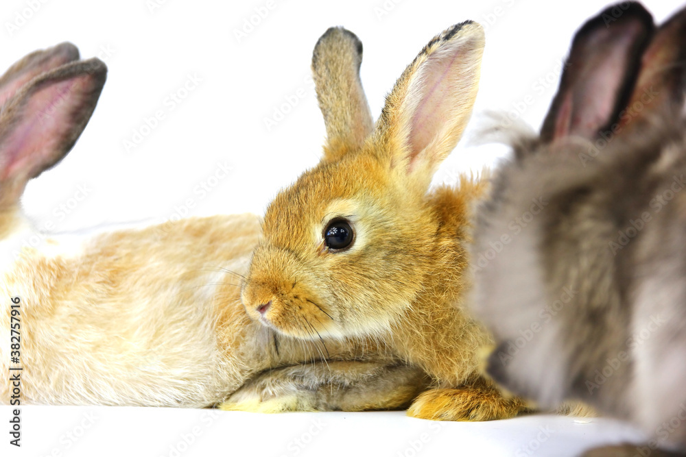 Fototapeta premium close up beautiful eye of brown rabbit , isolate on white background