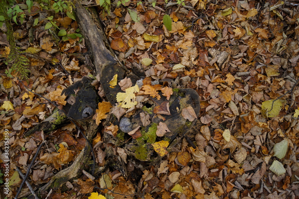 the stump in the fall leaves the stump in the fall leaves