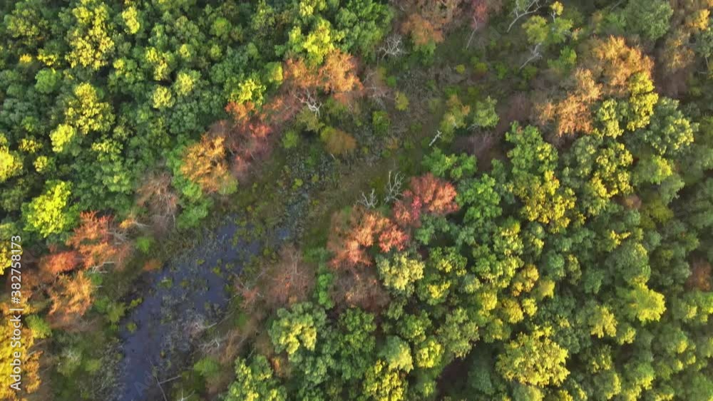 Nature aerial top in the deciduous autumn forest with colorful trees bright yellow foliage fall of sunset autumn Nature aerial top in the deciduous autumn forest with colorful trees bright yellow foliage fall of sunset autumn