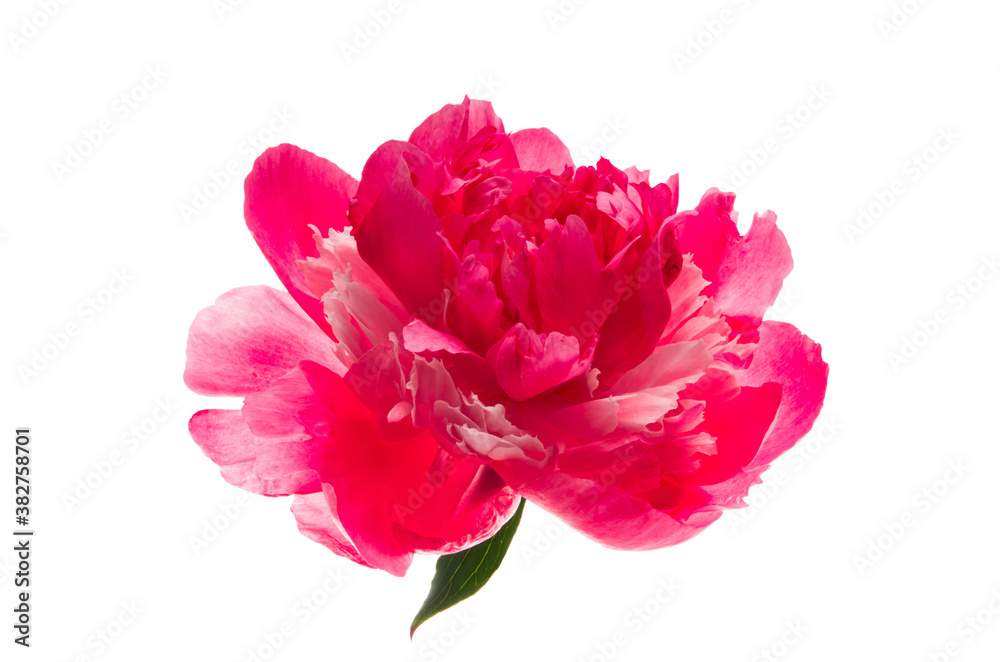 beautiful peony flower isolated