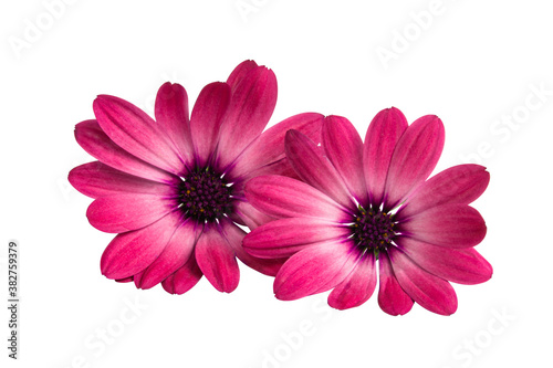 Osteospermum Daisy or Cape Daisy Flower