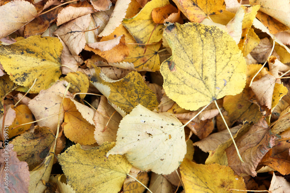yellow dry colorful autumn linden leaves on the ground background yellow dry colorful autumn linden leaves on the ground background