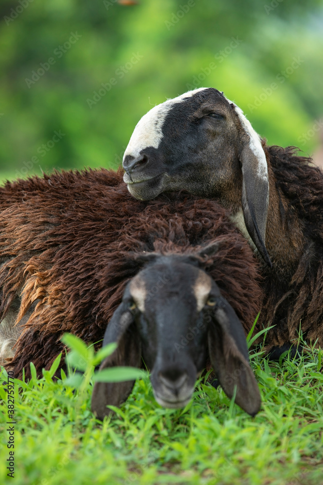 Obraz premium sheep smiling and enjoying on grass fields. sheep laughing stock images. medium closeup of sheep. vertical images back focus.