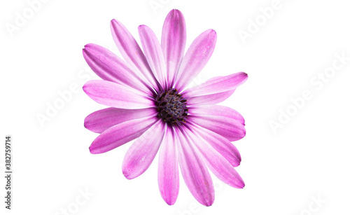 Pink Osteospermum Daisy or Cape Daisy Flower