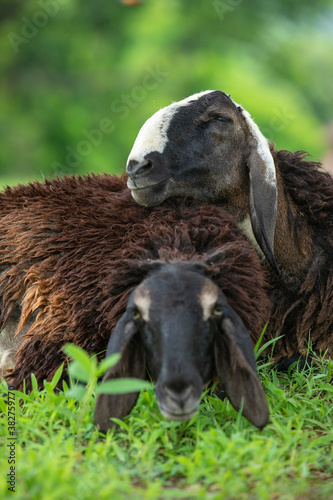 sheep smiling and enjoying on grass fields. sheep laughing stock images. medium closeup of sheep. vertical images back focus.