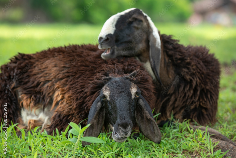 Obraz premium sheep smiling and enjoying on grass fields. sheep laughing stock images. medium closeup of sheep front focus.