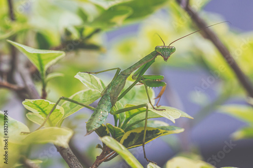 Mantis sitting on a branch