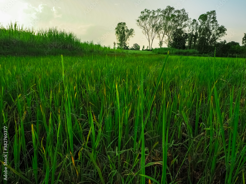 Green rice fields with the evening sun