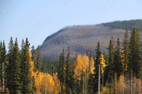 Autumn By The Mountain, Nordegg, Alberta