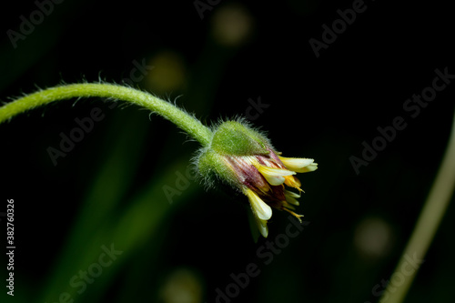 Closeup side shot of a daisy flower before blooming