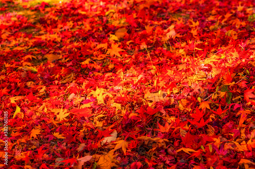 吉野山の敷き紅葉