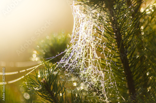 Cobweb woven by a spider in the spruce branches. The spruce branches are entangled in a spider's web